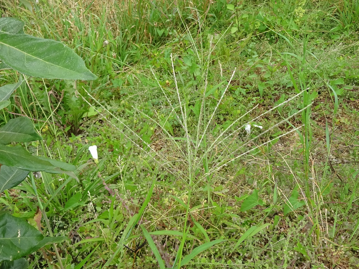 Digitaria sanguinalis (Poaceae)